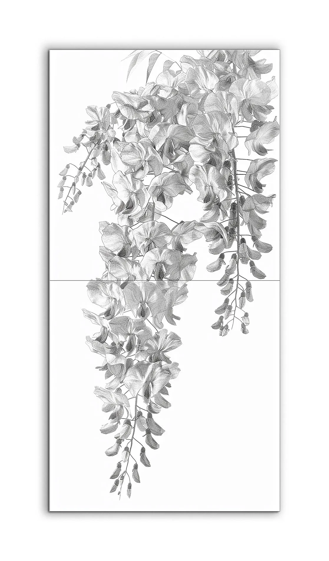 Cascading Wisteria: Monochrome Botanical Art