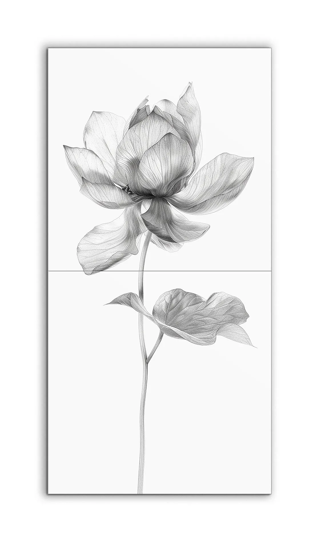 Monochrome Lotus Blossom: Detailed Botanical Art
