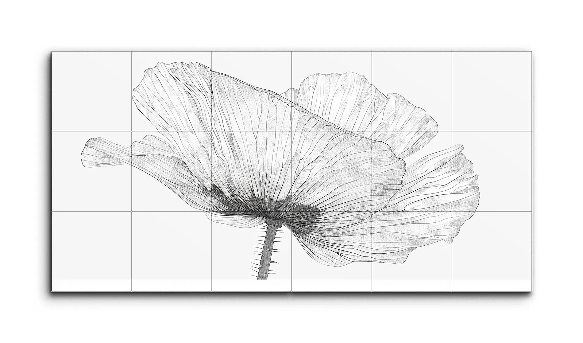 Monochrome Poppy: Detailed Botanical Illustration