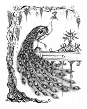 Peacock and Wisteria in Black and White