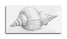 Seashell Study: Architectural Elegance in Monochrome